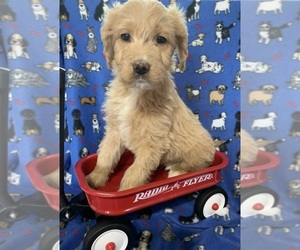 English Cream Golden Retriever-Poodle (Standard) Mix Puppy for sale in DEARBORN, MO, USA