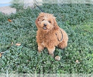 Father of the Cockapoo puppies born on 02/23/2023
