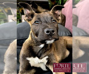 Border Collie-Unknown Mix Dogs for adoption in Marina del Rey, CA, USA