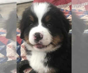 Bernese Mountain Dog Puppy for sale in W FARMINGTON, OH, USA