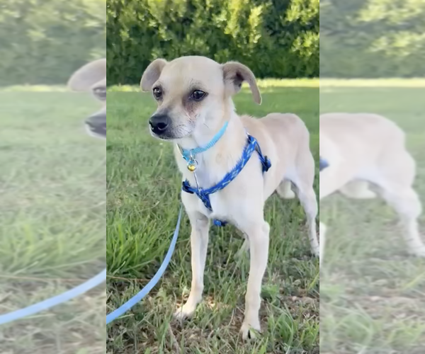 Medium Photo #1 Italian Greyhuahua Puppy For Sale in Bellevue, WA, USA