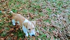 Small Photo #18 Jack Russell Terrier Puppy For Sale in AIKEN, SC, USA