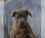 Small Photo #2 Cane Corso Puppy For Sale in MYERSTOWN, PA, USA