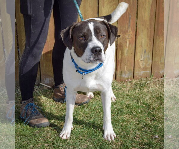 Medium Photo #2 Labrenees Puppy For Sale in Huntley, IL, USA