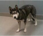 Small Huskies  Mix