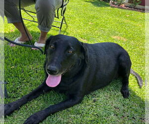 Labrador Retriever Dogs for adoption in Clovis, CA, USA