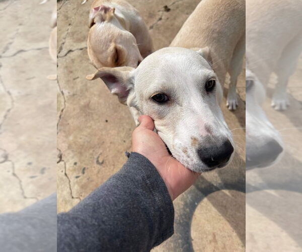 Medium Photo #2 Labrador Retriever-Unknown Mix Puppy For Sale in FRAMINGHAM, MA, USA