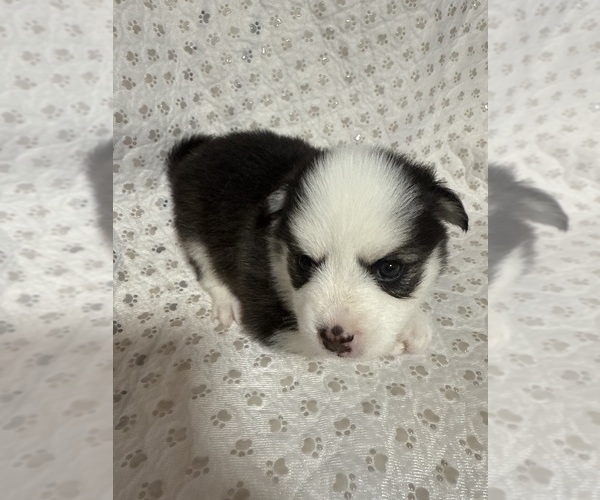 Medium Photo #15 Pomsky Puppy For Sale in NASHUA, NH, USA