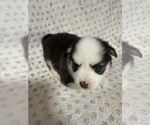 Small #3 Pomsky