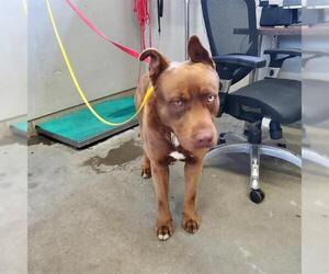 American Pit Bull Terrier-Siberian Husky Mix Dogs for adoption in Camarillo, CA, USA