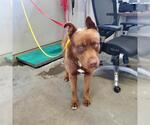 Small American Pit Bull Terrier-Siberian Husky Mix