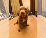 Small Photo #7 American Pit Bull Terrier Puppy For Sale in NORFOLK, VA, USA