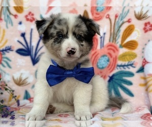 Collie-Pembroke Welsh Corgi Mix Puppy for sale in LANCASTER, PA, USA
