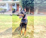 Small Photo #1 Doberman Pinscher Puppy For Sale in ALEXANDRIA, VA, USA