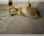 Small #2 Golden Retriever Mix