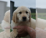 Small Photo #4 Golden Retriever Puppy For Sale in BRYANT, AL, USA