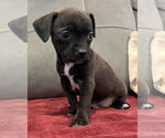 Small #4 Chihuahua Mix