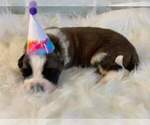 Small Photo #2 Saint Bernard Puppy For Sale in STAYTON, OR, USA