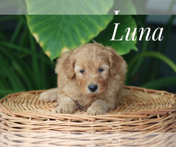 Medium Photo #3 Goldendoodle (Miniature) Puppy For Sale in ITASCA, TX, USA