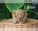 Small #2 Goldendoodle (Miniature)