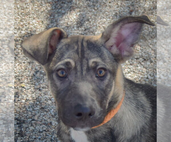 Medium Photo #1 German Shepherd Dog-Mountain Cur Mix Puppy For Sale in Huntley, IL, USA