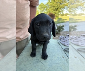 Labrador Retriever Puppy for sale in GRANITE FALLS, NC, USA