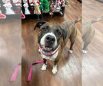 Small Mastiff Mix
