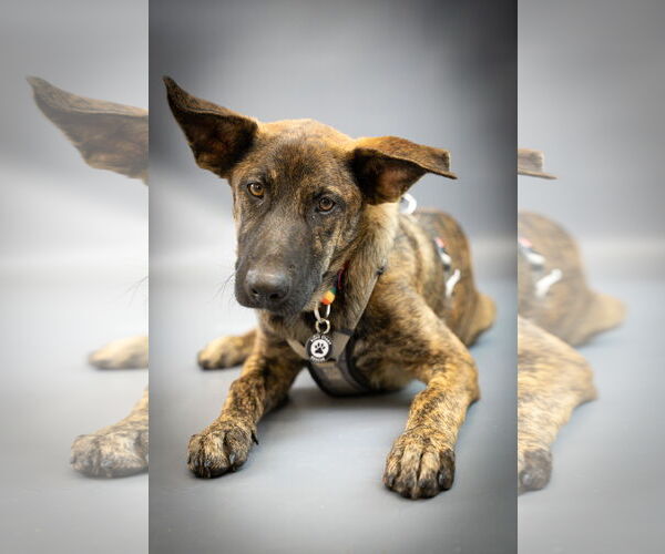 Medium Photo #3 Labrador Retriever-Unknown Mix Puppy For Sale in Princeton, MN, USA