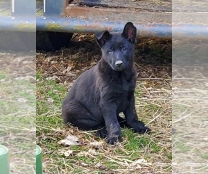 German Shepherd Dog Puppy for sale in SCALES MOUND, IL, USA