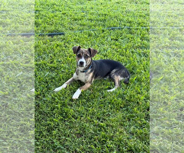 Medium Photo #1 Chipin Puppy For Sale in Virginia Beach, VA, USA