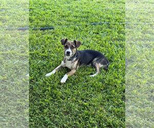Chipin Dogs for adoption in Virginia Beach, VA, USA