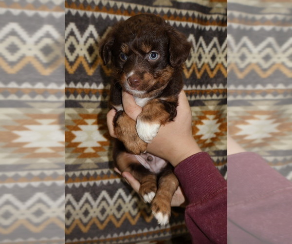 Medium Photo #4 Miniature Australian Shepherd Puppy For Sale in ADAIR VILLAGE, OR, USA