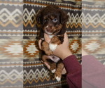 Small #3 Miniature Australian Shepherd