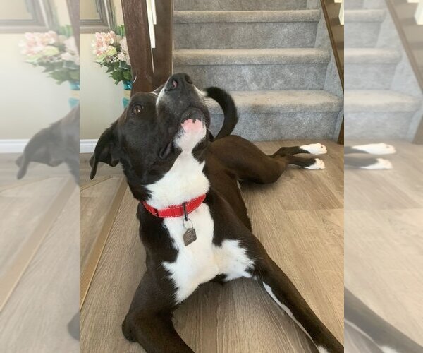 Medium Photo #3 American Pit Bull Terrier Puppy For Sale in Calgary, Alberta, Canada