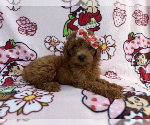 Medium Photo #7 Cavapoo (Miniature) Puppy For Sale in LAKELAND, FL, USA