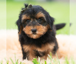 Small Photo #57 Yorkipoo Puppy For Sale in WARSAW, IN, USA