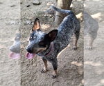 Small #1 Mutt