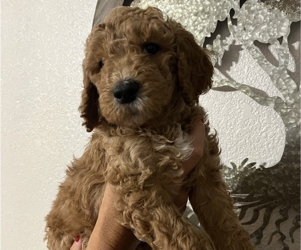 Medium Photo #3 Goldendoodle Puppy For Sale in FRESNO, CA, USA