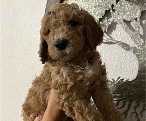 Medium Goldendoodle