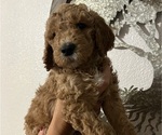 Puppy Puppy 2 Tye Goldendoodle