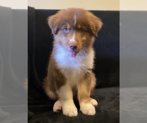 Australian Shepherd Puppy for sale in MOUNT PERRY, OH, USA