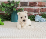 Small #1 West Highland White Terrier