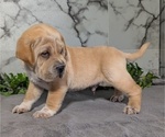 Small #3 Cocker-Pei