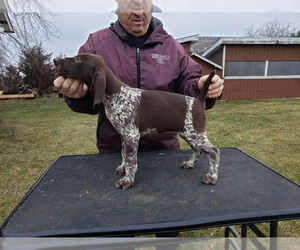 German Shorthaired Pointer Puppy for sale in NORTH JUDSON, IN, USA