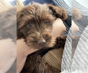 Poodle (Standard)-Shih Tzu Mix Puppy for sale in COLUMBIA, SC, USA