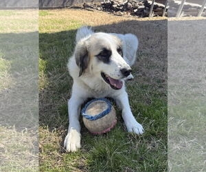 Lizzy - Female Great Pyrenees Dog for Adoption - Photo #5
