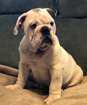 Medium Photo #1 Bulldog Puppy For Sale in SUMMERVILLE, SC, USA