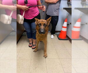 German Shepherd Dog Dogs for adoption in Stockton, CA, USA