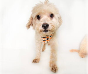 Lucas - Male Poodle (Miniature)-Unknown Mix Dog for Adoption - Photo #4