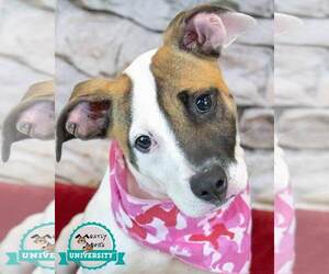 Medium Bulldog-Jack Russell Terrier Mix